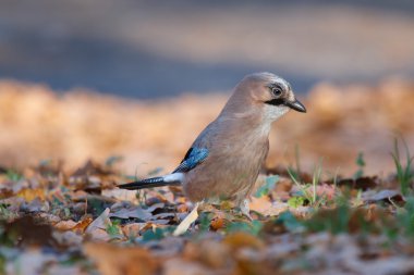 Jay (Garrulus glandarius)