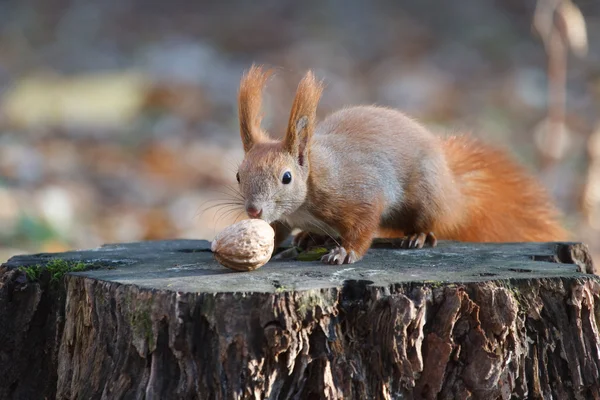 Rode eekhoorn met moer — Stockfoto