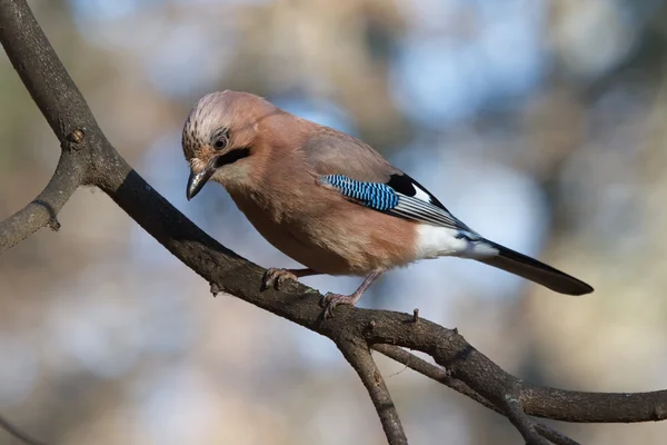 Eurasian Jay — Stock Photo, Image