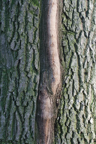 Moosiger Baumstamm — Stockfoto