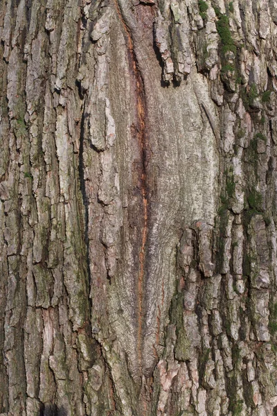 Ein Riss in der Rinde eines Baumes — Stockfoto