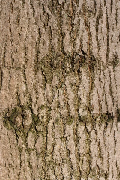 Casca e musgo — Fotografia de Stock