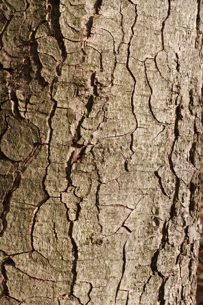 Corteza agrietada vieja — Foto de Stock