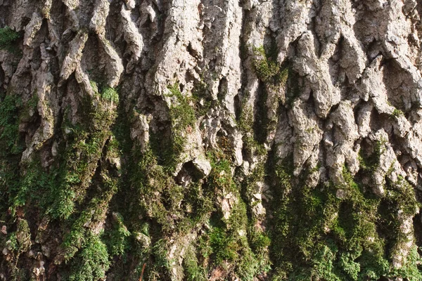 Musgo verde en la corteza de un árbol —  Fotos de Stock