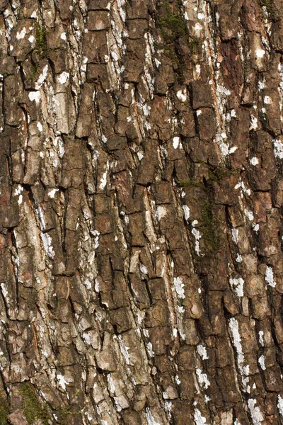 Casca de bétula velha — Fotografia de Stock