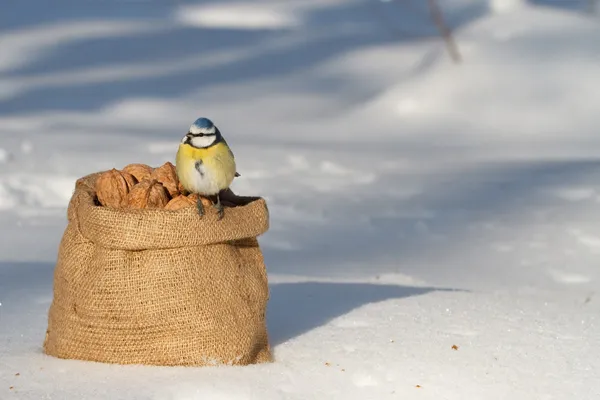 Bag of walnuts and tit. winter — Stock Photo, Image