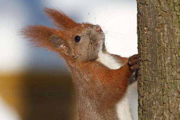 Scoiattolo su un albero. inverno — Foto Stock