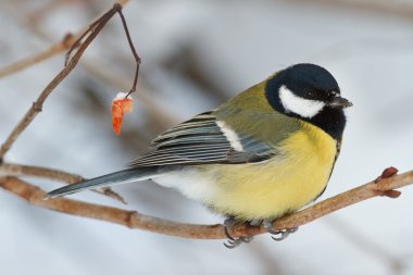 baştankara yakın çekim bir dalda kışın