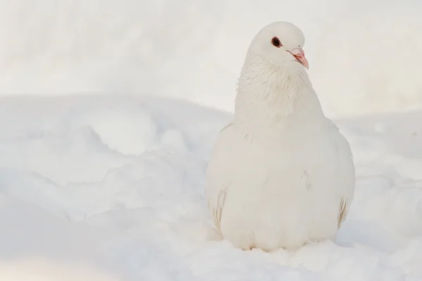 Witte duif op de witte sneeuw — Stockfoto