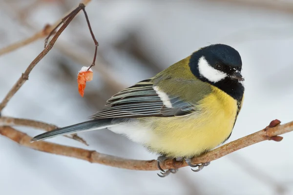 Tit em um ramo no inverno — Fotografia de Stock