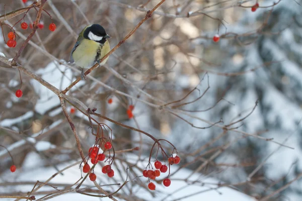 Tit no inverno — Fotografia de Stock