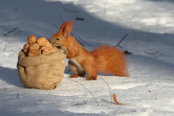 Eichhörnchen — Stockfoto