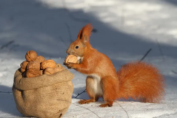 Treats for squirrels — Stock Photo, Image