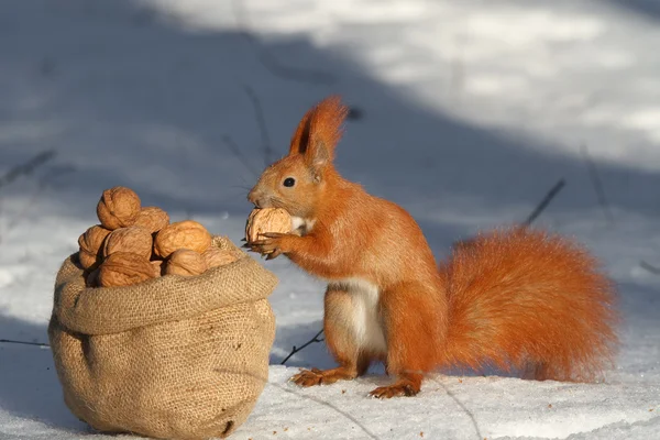 Écureuil roux en hiver ont été traités à — Photo