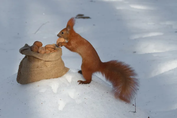 Ardilla y una bolsa de nueces — Foto de Stock