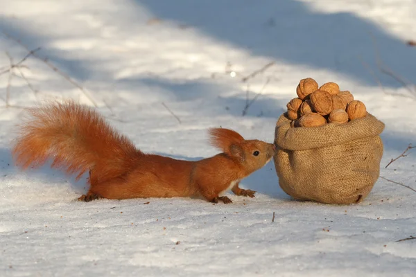 Esquilo corre na neve — Fotografia de Stock