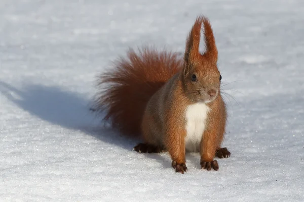 Scoiattolo rosso selvatico — Foto Stock