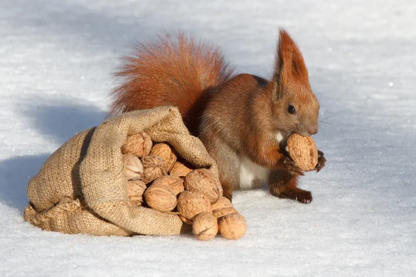 Мешок грецких орехов в снегу и красная белка — стоковое фото