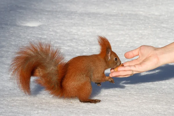 Eichhörnchen frisst Walnüsse mit den Händen — Stockfoto