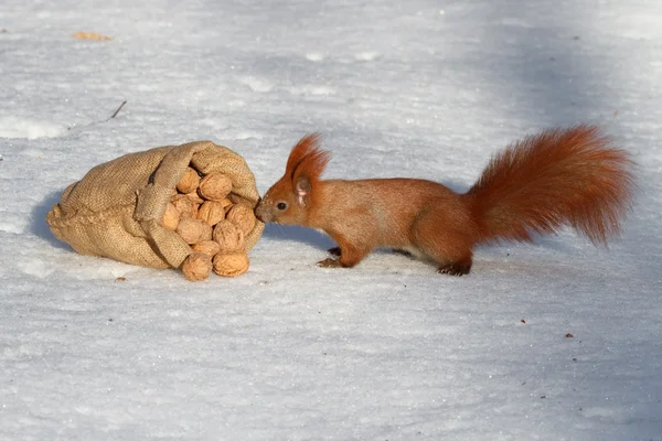 Zrzavá veverka a vlašské ořechy — Stock fotografie
