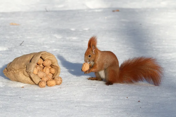 Veverka našel ořechy — Stock fotografie