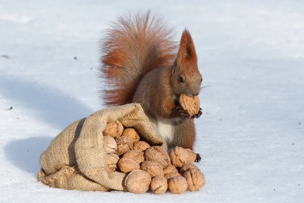 La richesse de l'écureuil — Photo
