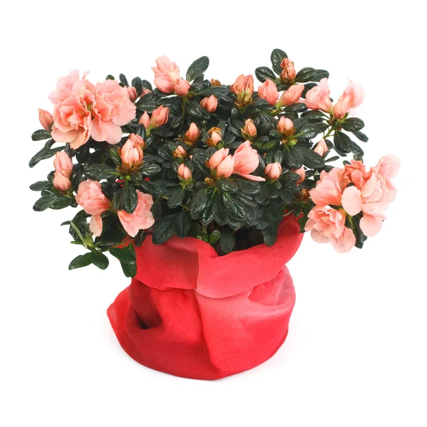 Azalea floreciente aislada en blanco — Foto de Stock