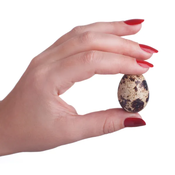 Quail egg in a woman's hands — Stock Photo, Image
