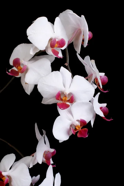 Delicado primer plano de orquídea sobre fondo oscuro. low key — Foto de Stock