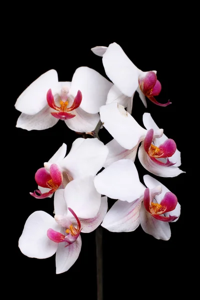 Mooie bloeiende witte orchidee op een zwarte achtergrond. lage sleutel — Stockfoto