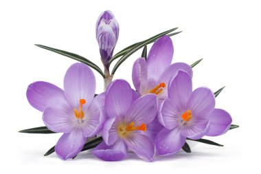 Mavi çiçekli çiğdemler beyaz zemin üzerine izole bud ile buket