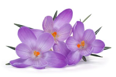 bahar çiçekleri beyaz bir arka plan üzerinde izole. Çiğdem.