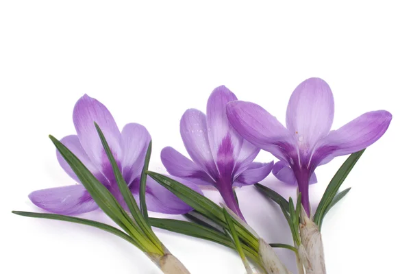Blue crocus isolated on white background with soft shadow — Stock Photo, Image