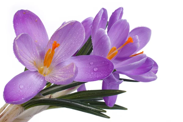 Flores azules de primavera. Crocus aislado sobre un fondo blanco — Foto de Stock