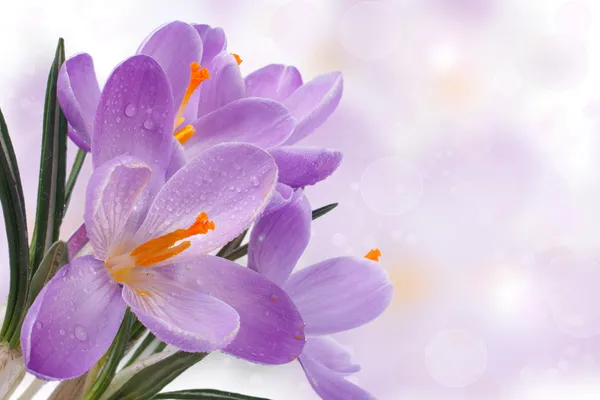 Beautiful spring card with blue flowers. crocuses — Stock Photo, Image