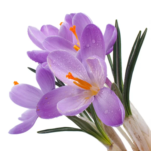 Florescendo crocus close-up isolado em um fundo branco — Fotografia de Stock