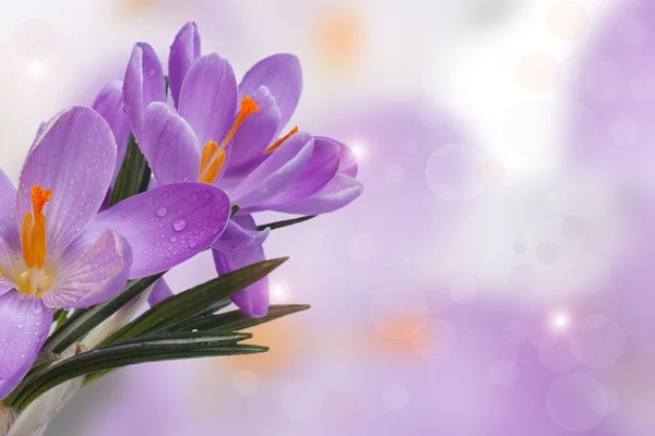 Bouquet of blue crocuses with drops of dew on petals — Stock Photo, Image