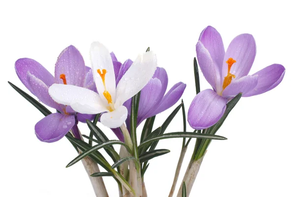 Bouquet of crocuses isolated on a white background — Stock Photo, Image