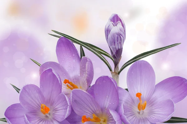 The festive arrangement of flowering crocuses with a bud. — Stock Photo, Image