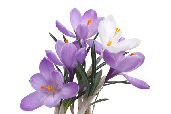 Schöne Frühlingsblumen blau und weiß Krokusse isoliert auf weißem Hintergrund — Stockfoto