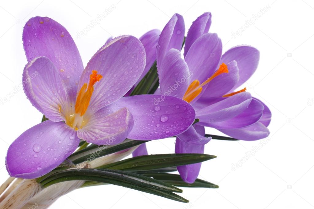 Blue flowers of spring. Crocus isolated on a white background