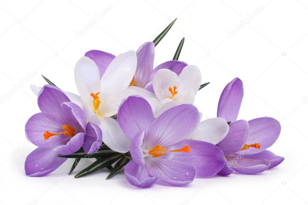 The composition of the first spring flowers. Blue and white crocuses isolated on a white background