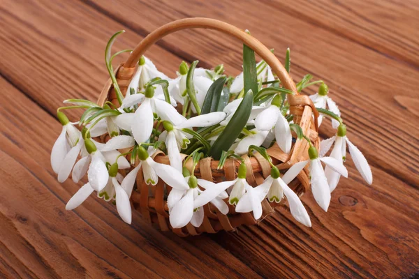 Schneeglöckchen im Weidenkorb auf einem Tisch — Stockfoto