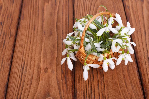 Snowdrops in a wicker basket — Stock Photo, Image