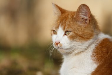 Kırmızı kedi beyaz noktalar yakın çekim ile portresi
