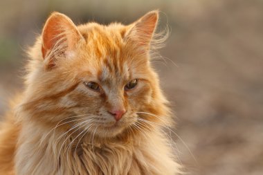 Kırmızı kedi ön niteliğine portresi