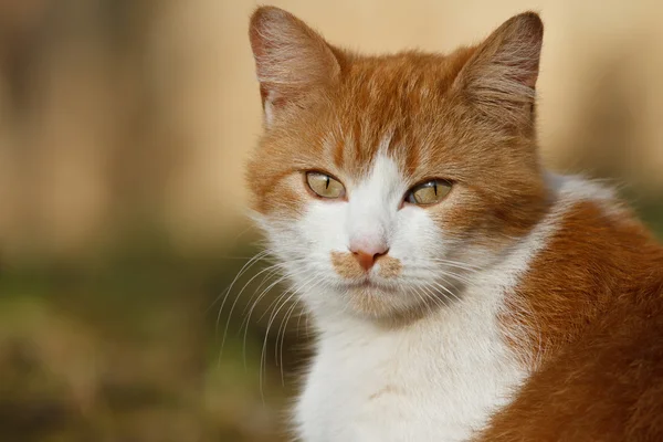 Portrait of white-orange cat from the front on the nature — Stock Photo, Image