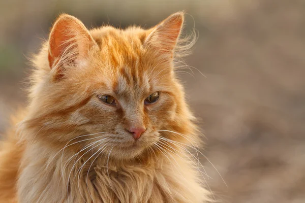 Portrait of a red cat from the front on the nature — Stock Photo, Image