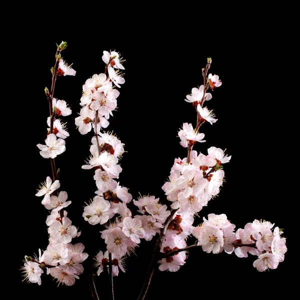 A branch of apricot with pink flowers on a dark background. — Stock Photo, Image