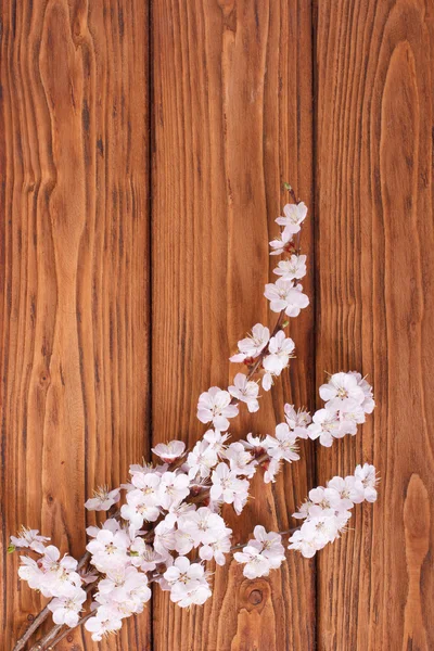 Flowering branch of apricot on background of wooden boards — Stock Photo, Image